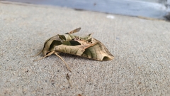 Eumorpha pandorus
