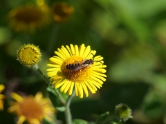 Halictus sexcinctus