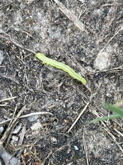 Trichoplusia ni
