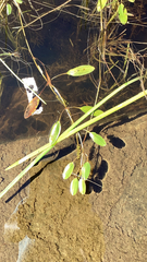 Potamogeton