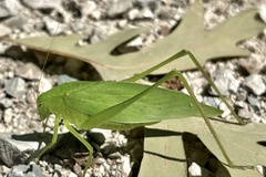 Amblycorypha oblongifolia