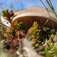 Agaricales