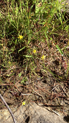 Ranunculus flammula
