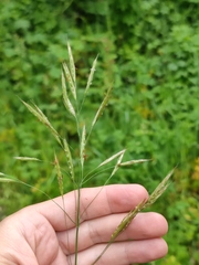 Bromus riparius