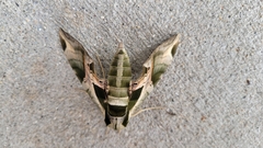 Eumorpha pandorus