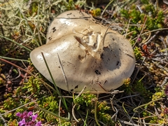 Agaricales