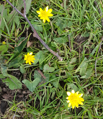 Ficaria verna
