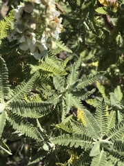 Chamaebatiaria millefolium