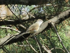 Leptasthenura aegithaloides