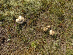 Agaricales