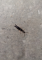 Euborellia annulipes