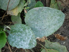 Erysiphaceae
