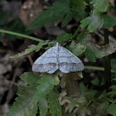 Perizoma parallelolineatum