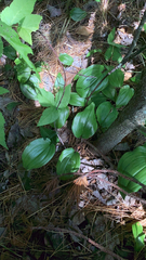 Maianthemum canadense