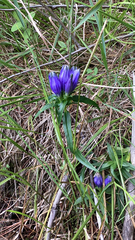 Gentiana linearis
