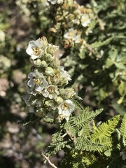 Chamaebatiaria millefolium