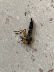 Neomochtherus geniculatus