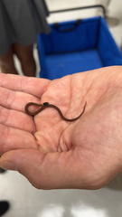 Storeria occipitomaculata