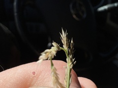 Muhlenbergia richardsonis
