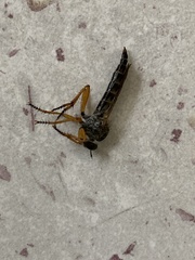 Neomochtherus geniculatus