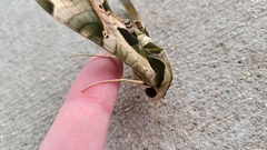 Eumorpha pandorus