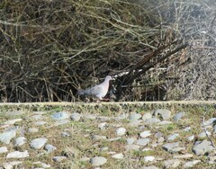 Patagioenas picazuro