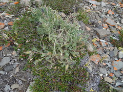 Oxytropis arctica arctica