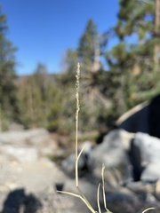 Muhlenbergia richardsonis