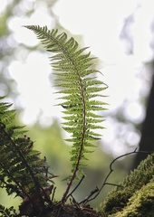 Polystichum aculeatum