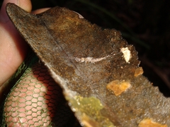 Archaeognatha