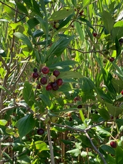 Aronia arbutifolia