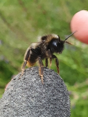 Bombus rupestris