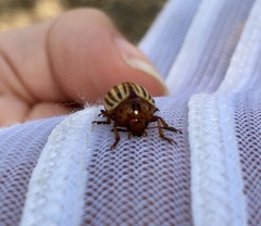 Leptinotarsa decemlineata