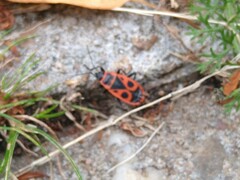Pyrrhocoris apterus