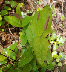 Hypericum androsaemum