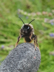 Bombus rupestris