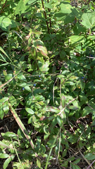 Vaccinium myrtilloides