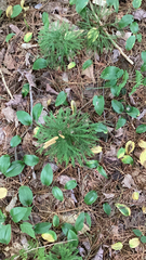 Dendrolycopodium dendroideum