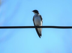 Tachycineta leucopyga