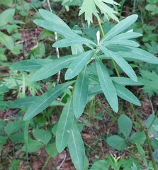 Euphorbia amygdaloides