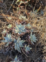 Dudleya greenei