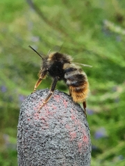Bombus rupestris