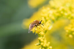 Sparnopolius confusus