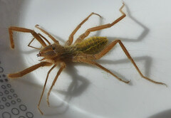 Solifugae