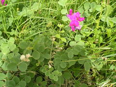 Tephrosia lindheimeri
