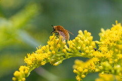 Sparnopolius confusus