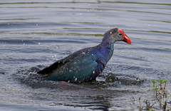 Porphyrio poliocephalus