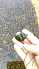 Cipangopaludina chinensis