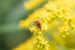 Sparnopolius confusus