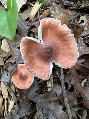 Leucoagaricus rubrotinctus